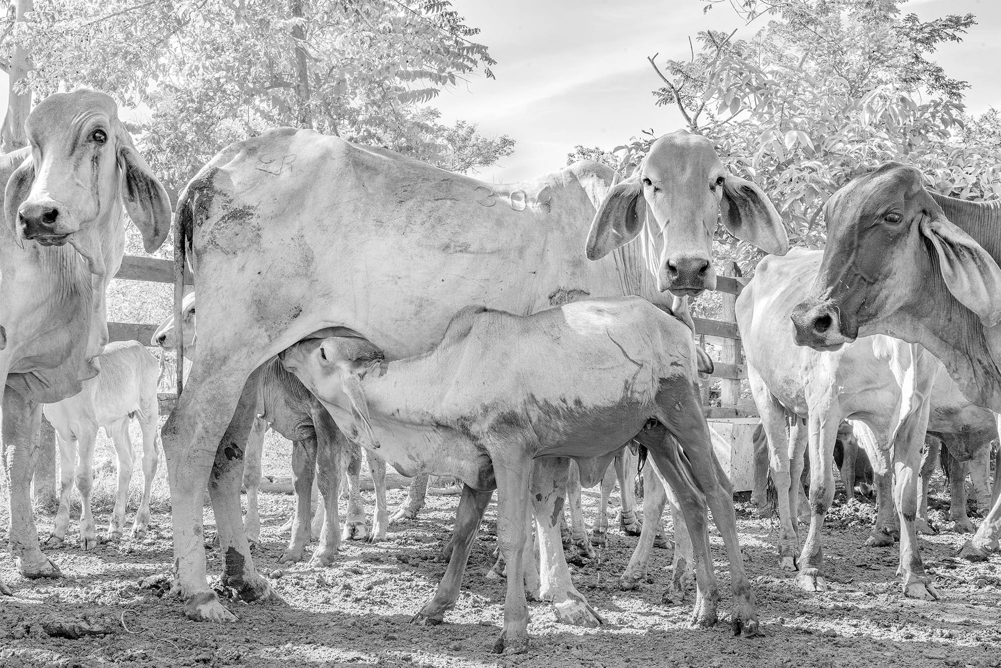 Marco Vernaschi_Las Cienagas